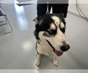 Siberian Husky Dogs for adoption in Ocala, FL, USA
