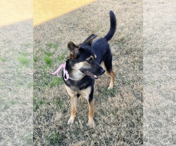 Medium Photo #1 Australian Shepherd Puppy For Sale in Dallas, TX, USA