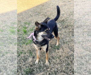 Australian Shepherd Dogs for adoption in Dallas, TX, USA