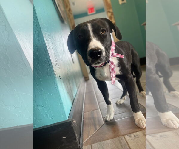 Medium Photo #4 Labrador Retriever-Unknown Mix Puppy For Sale in Rockaway, NJ, USA