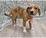 Small #5 Australian Retriever