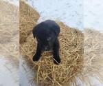 Small Photo #2 Labrador Retriever Puppy For Sale in DURAND, MI, USA