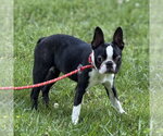 Small #1 Boston Terrier