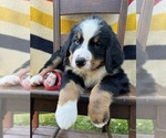 Puppy Carrington Bernese Mountain Dog