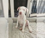 Small #3 American Pit Bull Terrier Mix