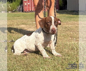 Lasagna - Male Dachshund-Pointer Mix Dog for Adoption - Photo #6