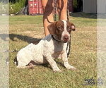 Small Photo #6 Dachshund-Pointer Mix Puppy For Sale in Washington, DC, USA