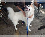 Small #4 Great Pyrenees