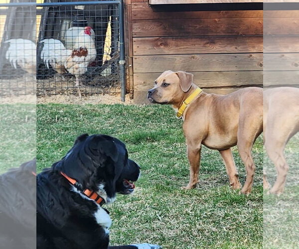 Medium Photo #2 Labrador Retriever-Rhodesian Ridgeback Mix Puppy For Sale in Alexander, AR, USA