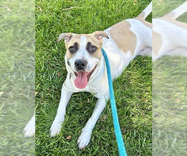 Medium Photo #1 Anatolian Shepherd-Unknown Mix Puppy For Sale in Sacramento, CA, USA