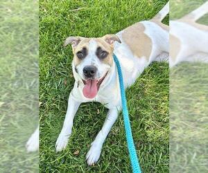 Anatolian Shepherd-Unknown Mix Dogs for adoption in Sacramento, CA, USA