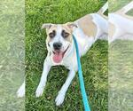 Small Anatolian Shepherd Mix