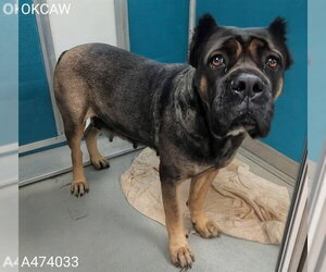 Mutt Dogs for adoption in Oklahoma City, OK, USA