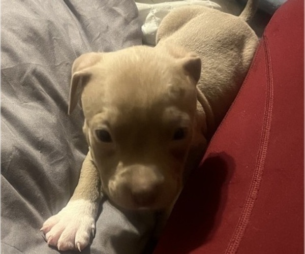 Medium Photo #37 American Bully Puppy For Sale in BUFFALO, NY, USA