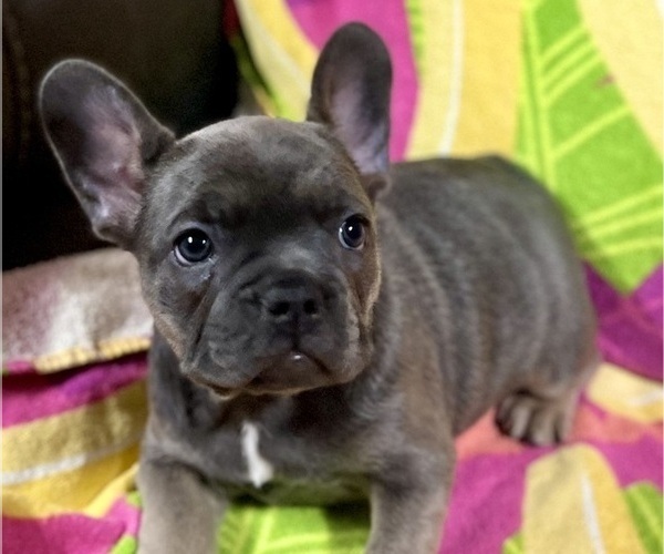 Medium Photo #1 French Bulldog Puppy For Sale in BRIGHTON, CO, USA