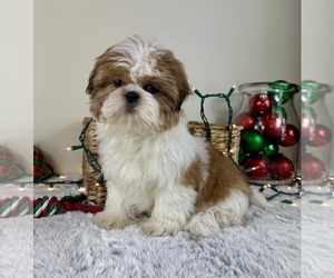 Shih Tzu Puppy for sale in GREENFIELD, IN, USA