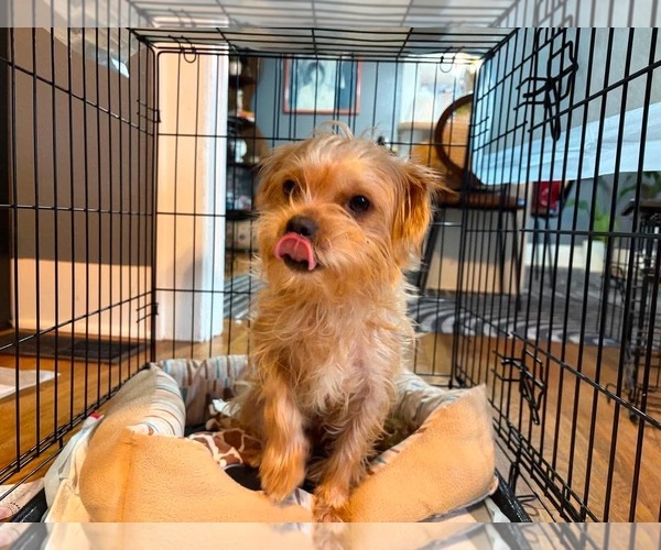 Medium Photo #4 Maltese-Unknown Mix Puppy For Sale in Grafton, WI, USA