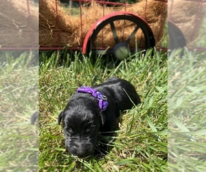 Labrador Retriever Puppy for sale in NEOLA, WV, USA
