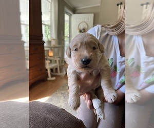 Goldendoodle Puppy for Sale in HUNTINGTON, Texas USA
