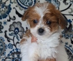 Small #3 Pomeranian-Poodle (Toy) Mix