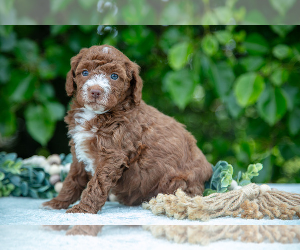 Medium Photo #11 Poodle (Miniature) Puppy For Sale in WOLCOTTVILLE, IN, USA