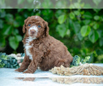Small Photo #11 Poodle (Miniature) Puppy For Sale in WOLCOTTVILLE, IN, USA