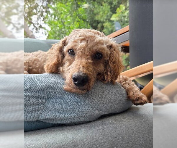Medium Photo #3 Poodle (Miniature) Puppy For Sale in San Diego, CA, USA