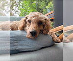 Small #2 Poodle (Miniature)