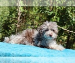 Small #1 ShihPoo