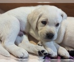 Small Photo #3 Labrador Retriever Puppy For Sale in LOGAN, UT, USA