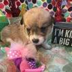 Small Photo #2 Pembroke Welsh Corgi Puppy For Sale in BEMIDJI, MN, USA