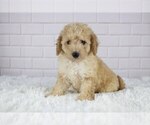 Small Photo #3 Bichpoo Puppy For Sale in SUGARCREEK, OH, USA