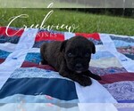 Small #2 Schnoodle (Miniature)