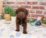 Small #1 Labrador Retriever