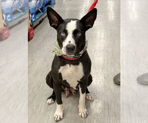 Borador Dogs for adoption in GILBERTS, IL, USA