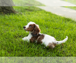 Small #5 Dachshund