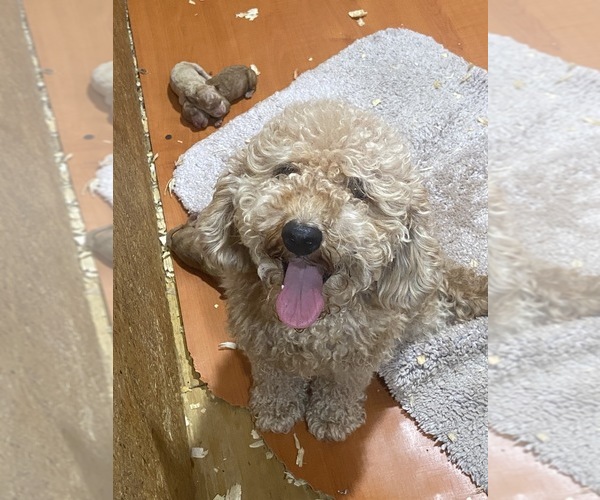 Medium Photo #5 Goldendoodle (Miniature) Puppy For Sale in ALBEMARLE, NC, USA