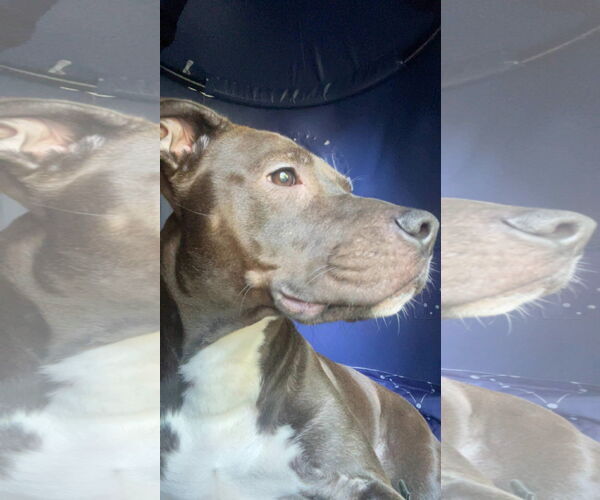 Medium Photo #14 American Pit Bull Terrier-Unknown Mix Puppy For Sale in Germantown, OH, USA