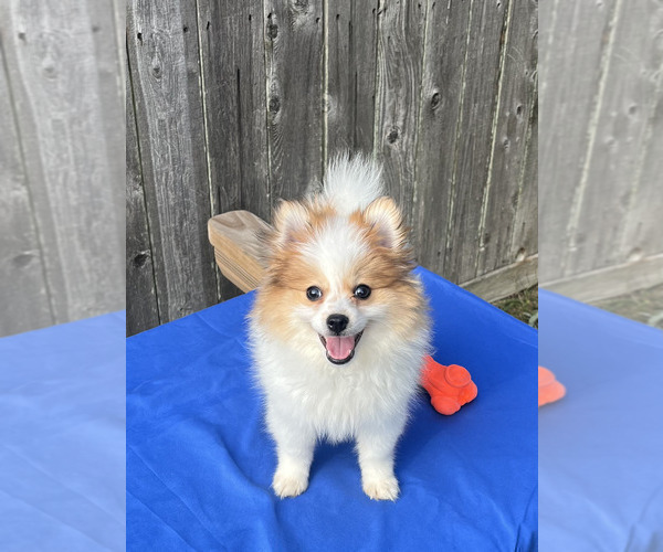 Medium Photo #2 Pomeranian Puppy For Sale in GREENWOOD, IN, USA