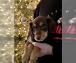 Puppy Puppy 4 Cock-A-Poo