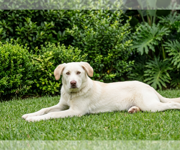 Medium Photo #2 Labrenees Puppy For Sale in Genesee, WI, USA