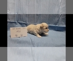 Small #2 Maltipoo