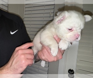French Bulldog Puppy for Sale in SAN DIEGO, California USA