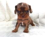 Puppy Puppy 1 Male Cavalier King Charles Spaniel