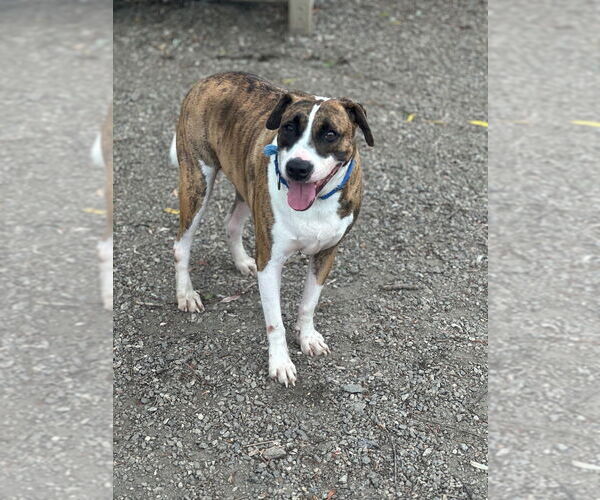 Medium Photo #13 Mutt Puppy For Sale in Elmsford, NY, USA