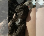 Small #2 Poodle (Toy)