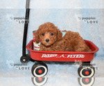 Small Photo #15 Poodle (Toy) Puppy For Sale in SANGER, TX, USA