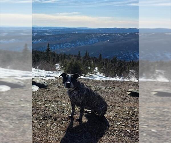 Medium Photo #1 Mutt Puppy For Sale in Fairbanks, AK, USA
