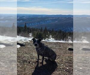 Mutt Dogs for adoption in Fairbanks, AK, USA