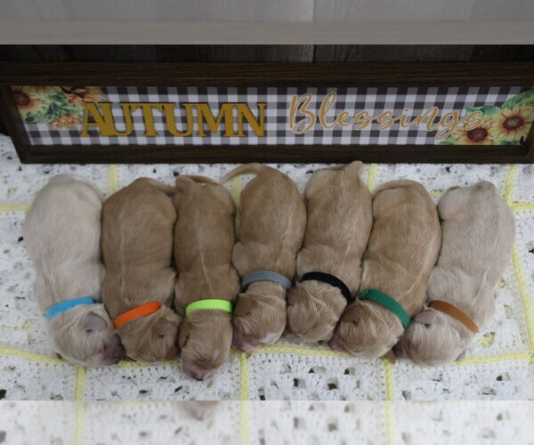 Medium Photo #1 Golden Cocker Retriever Puppy For Sale in Aylmer, Ontario, Canada